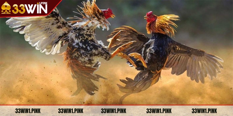 da-ga-33win-gioi-thieu-tro-choi